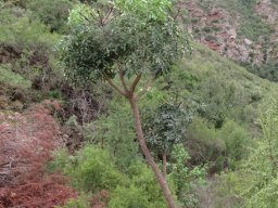 Cussonia spicata different regions, different uses